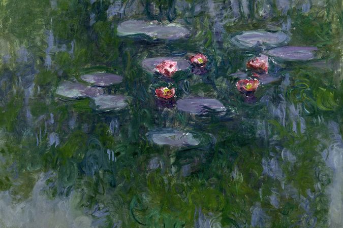 Water lilies