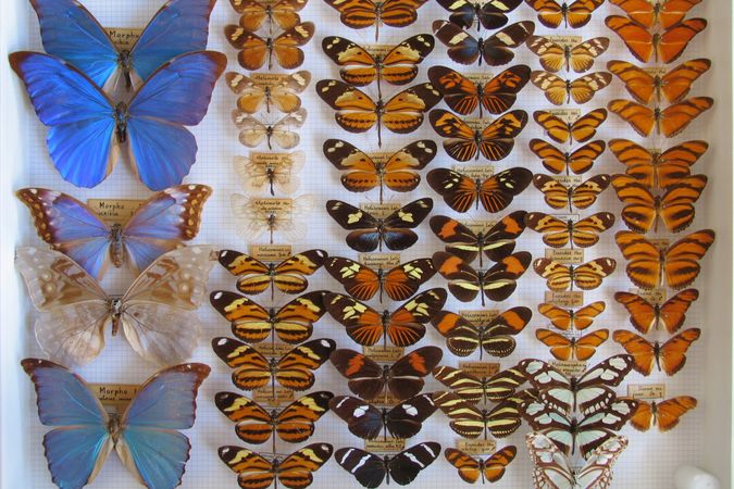 Especímenes de lepidópteros