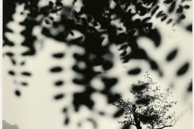 Trees (blur)