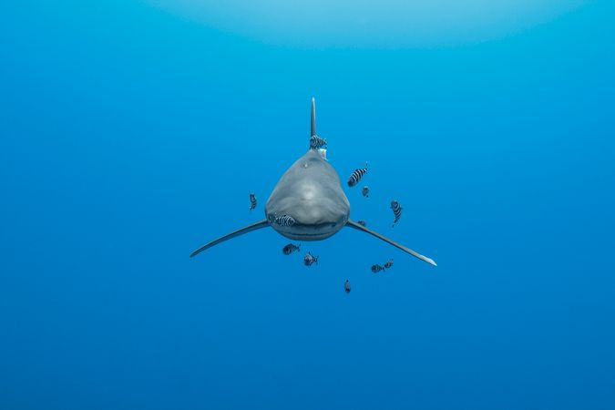 Probablement le meilleur cadre d'un requin océanique