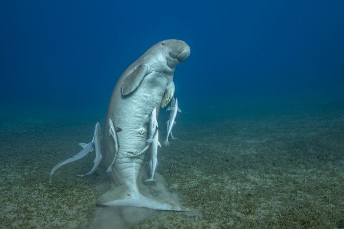 Le célèbre jeune dugong mâle de Marsa Mubarak