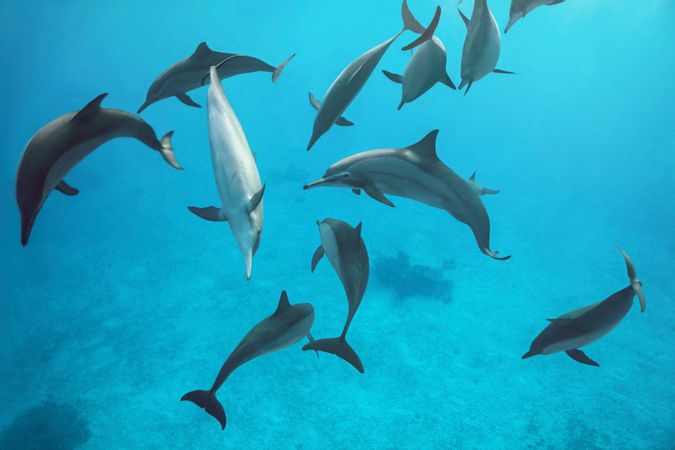 Aquabatie des dauphins
