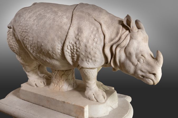 Rhinocéros (Clara)