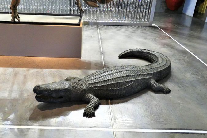 Alligator