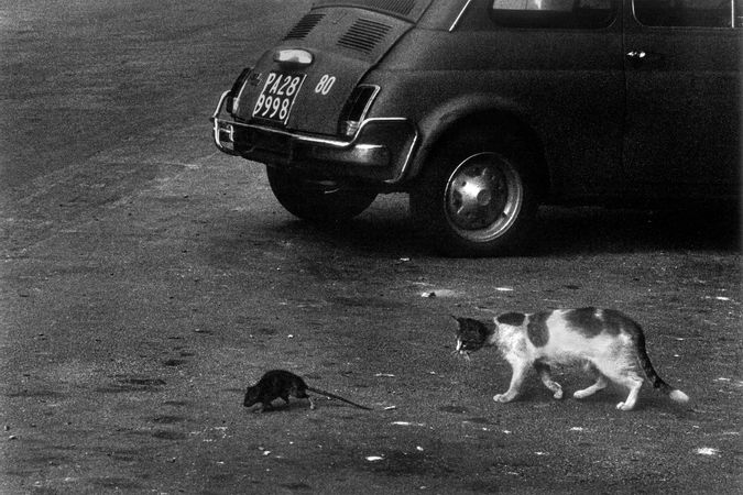 Die Katze und die Maus voller Müll. Palermo