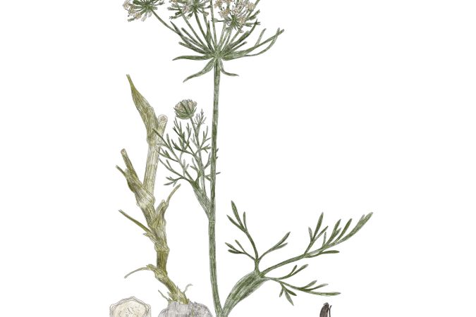 Gattung Herbarium