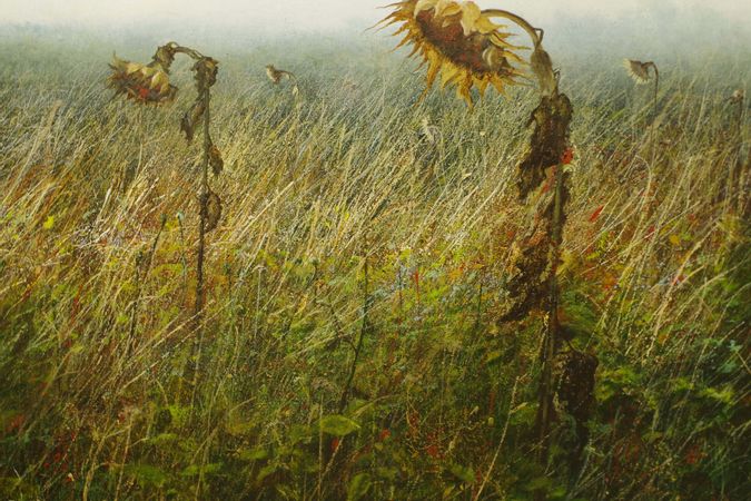 Erik Zwaga - spent sunflowers