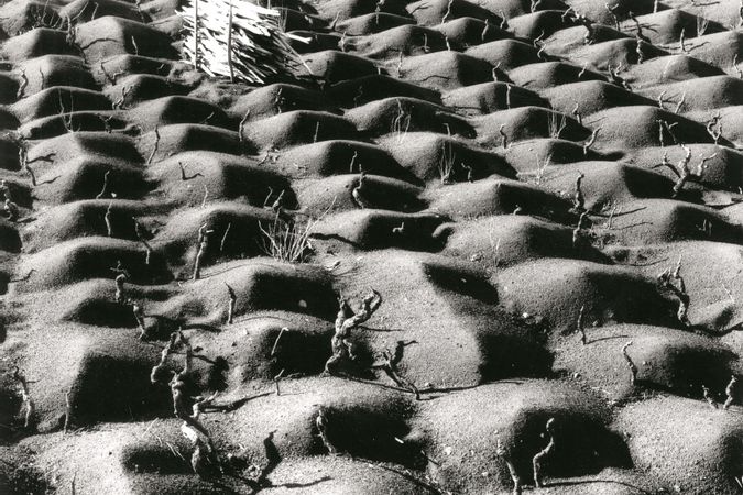 Cultivo de la vid, Etna