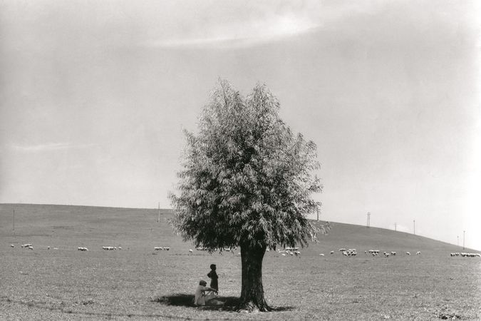 Der Mann und der Baum