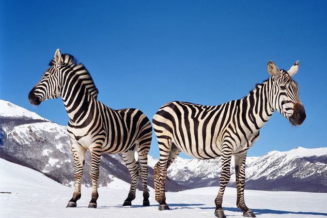 Ohne Titel (Zebras)