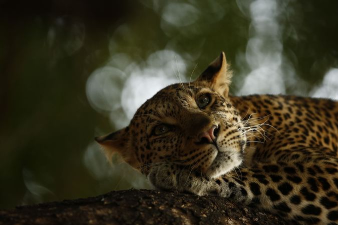 El descanso del leopardo
