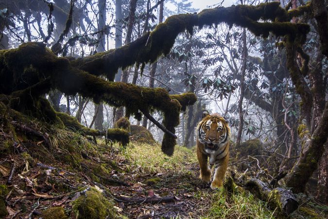 En la tierra de los tigres