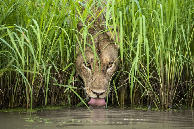 Gatón al aire libre