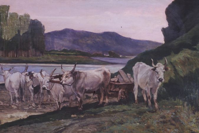 Ochsen am Ufer des Arno