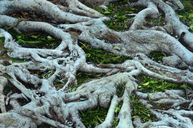 Self Portrait with Roots