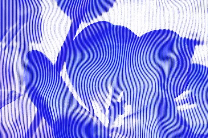 Tulipani blu