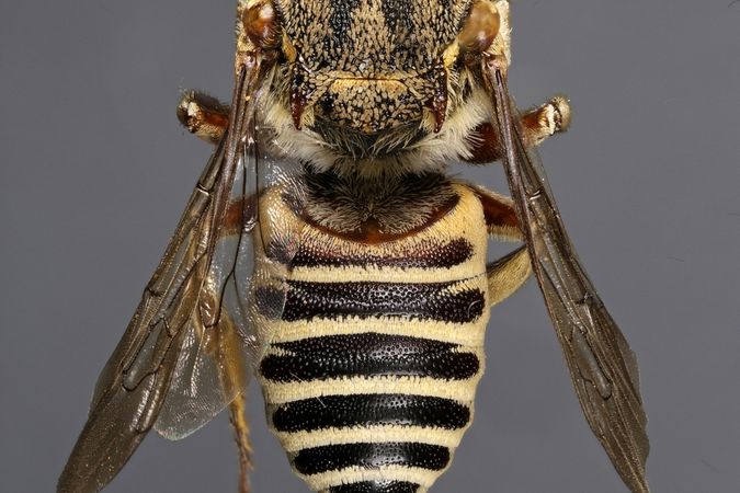 Hautflügler, Coelioxys acanthura