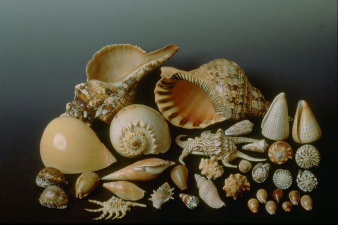 Mollusken, Schneckenschalen