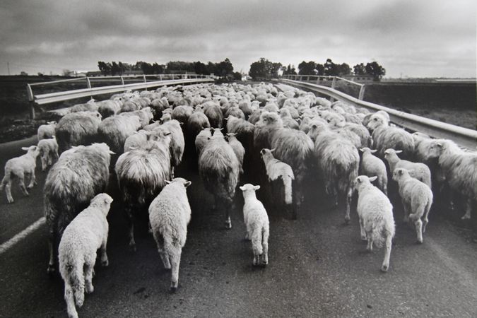 Orgosolo (troupeau de moutons sur la route)