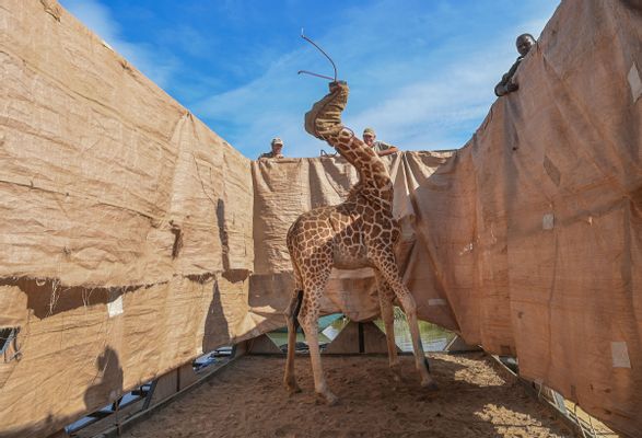 Rettung von Giraffen von Flooding Island