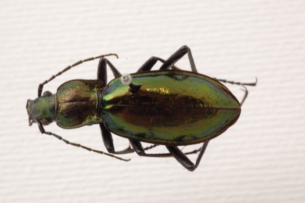 Collection entomologique de coléoptères 'Haas'