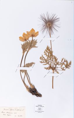 Feuille d'herbier de l'abbé Antonio Carestia