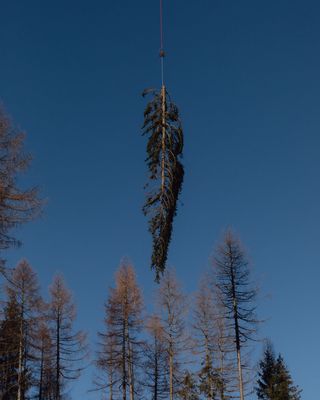 Ein Hubschrauber entfernt einen umgestürzten Baum