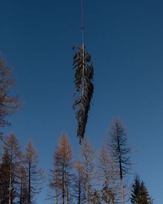 Un elicottero rimuove un albero caduto