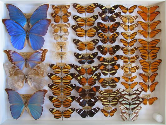 Exemplare von Lepidoptera