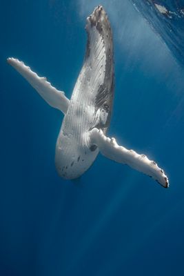 The mother humpback that turned directly towards me