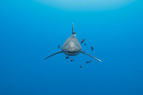 Probably the best frame of an oceanic whitetip shark