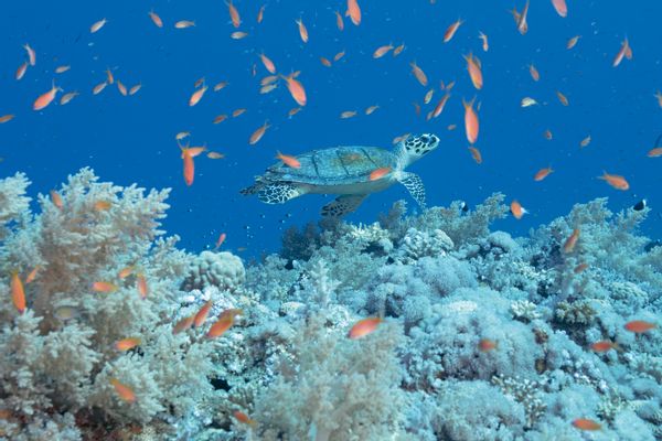 Large hawksbill turtle above the coral