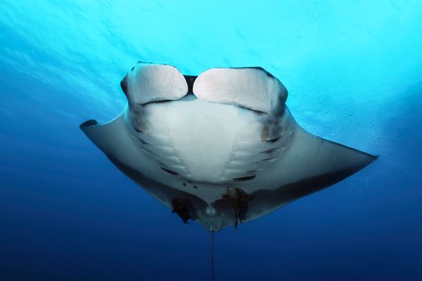 A beautiful oceanic manta ray