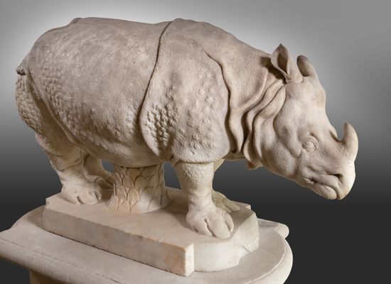 Rhinoceros (Clara)