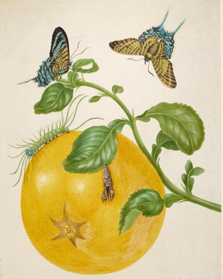 Branch of Pomelo with Green-Banded Urania Moth
