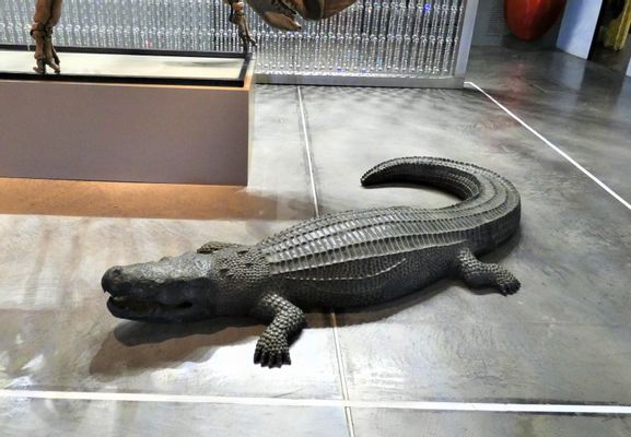 Alligator