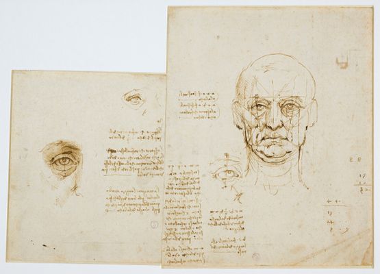 Studies of proportions of the face and the eye