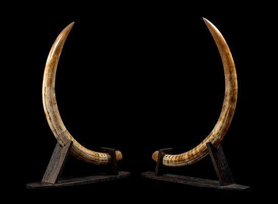 Pair of mammoth tusks