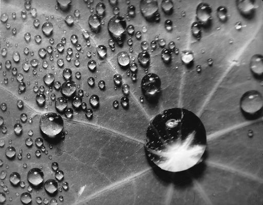 Dew drops on a nasturtium leaf