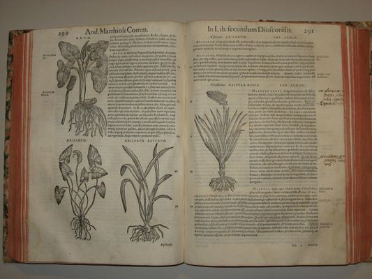 Commentarii in libros dioscoridis de medica materia