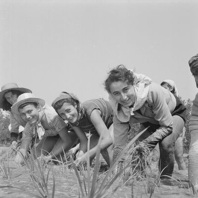 Mondine trabajando en los campos de Binasco