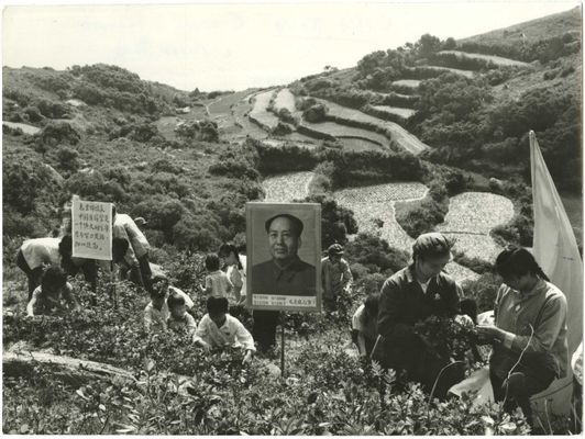Mitglieder der Volksbefreiungsarmee (PLA) helfen Bauern bei der Ernte von Heilkräutern in den Bergen der Provinz Kwangtung