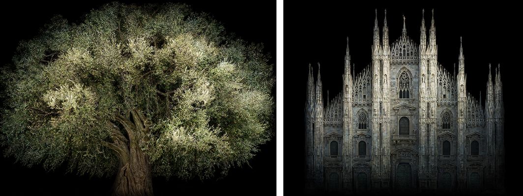 Kathedrale und Olivenbaum Fara Sabina