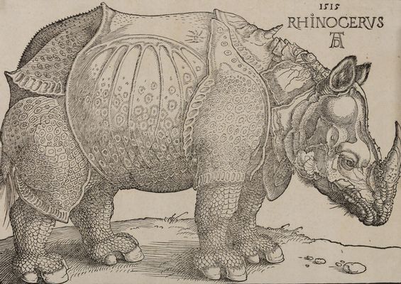 rhinocéros