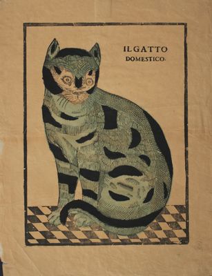 el gato domestico