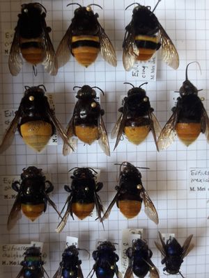 Himenópteros, abejas neotropicales
