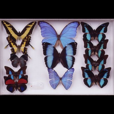 Insectos (mariposas)