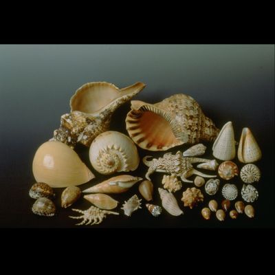 Moluscos, conchas de gasterópodos