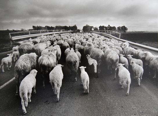 Orgosolo (rebaño de ovejas en el camino)