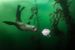 Kalifornische Seelöwen spielen mit Maske
